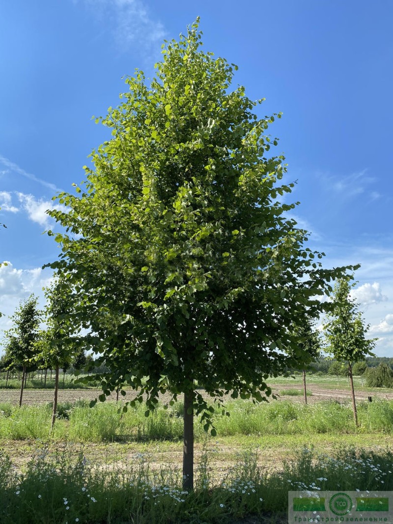 фото Липа европейская «Паллида» (Tilia x europaea «Pallida»)
