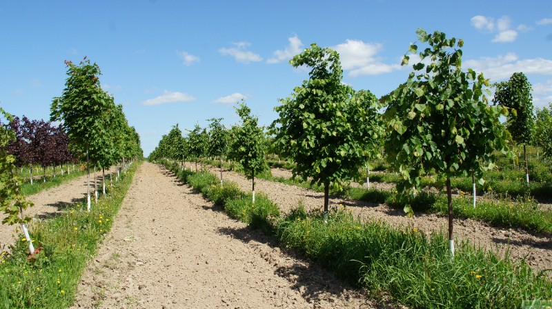 фото Липа мелколистная «Гринспайер» (Tilia cordata «Greenspire»)