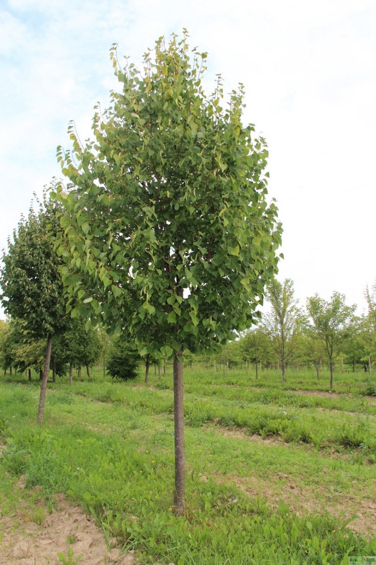 фото Липа мелколистная «Гринспайер» (Tilia cordata «Greenspire»)