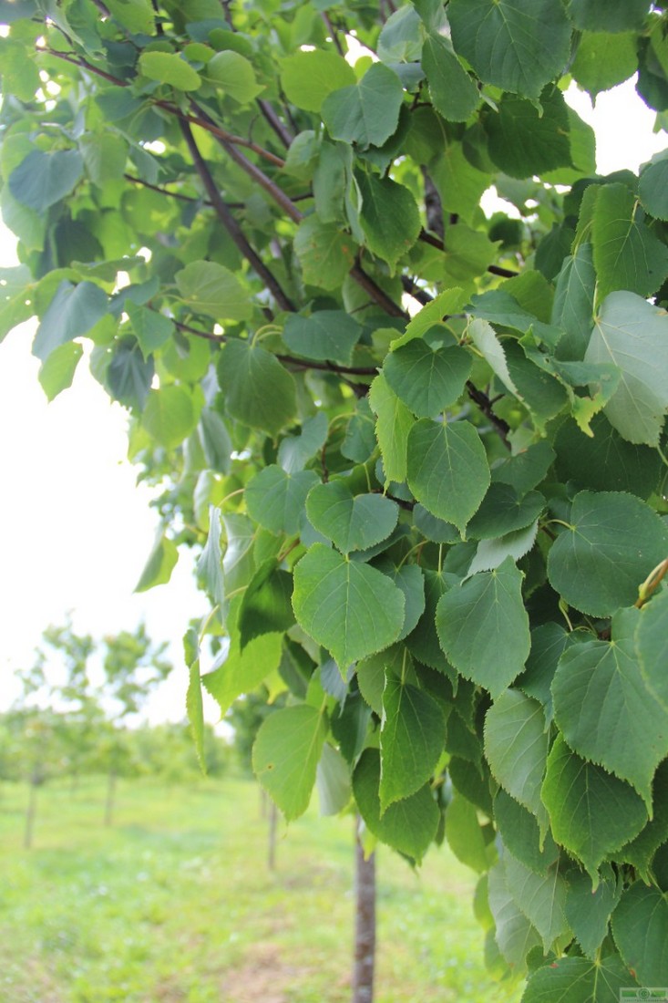 фото Липа мелколистная «Гринспайер» (Tilia cordata «Greenspire»)