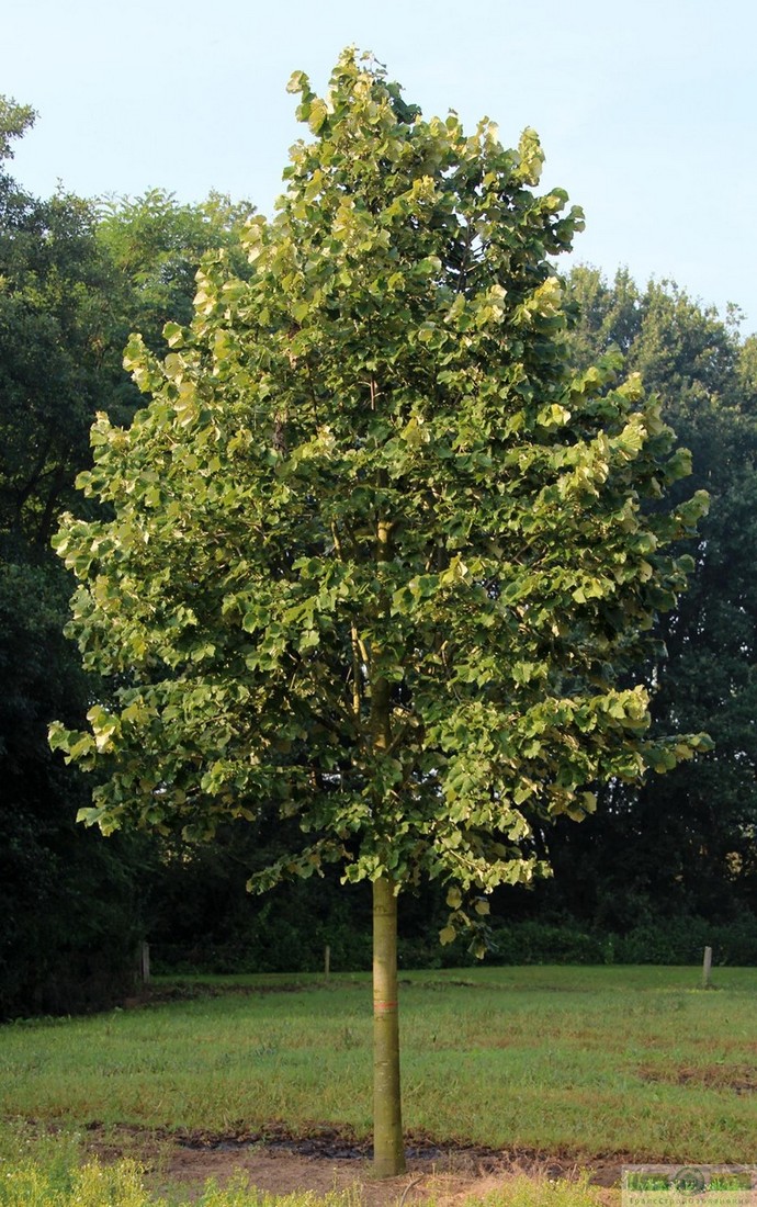 фото Липа войлочная «Брабант» (Tilia tomentoza «Brabant»)