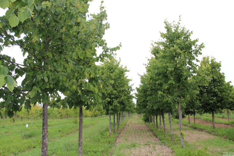 фото Липа желтеющая 