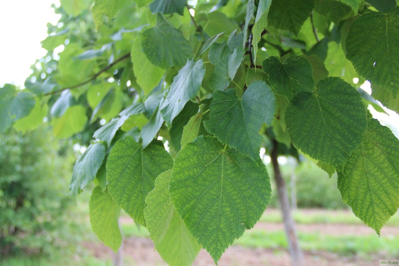 фото Липа желтеющая 