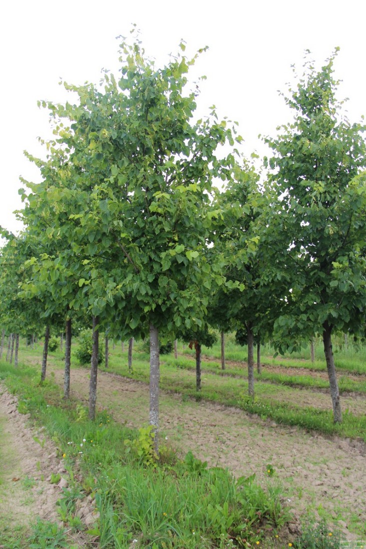 фото Липа желтеющая 