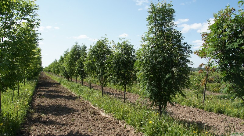 фото Рябина обыкновенная (Sorbus aucuparia)