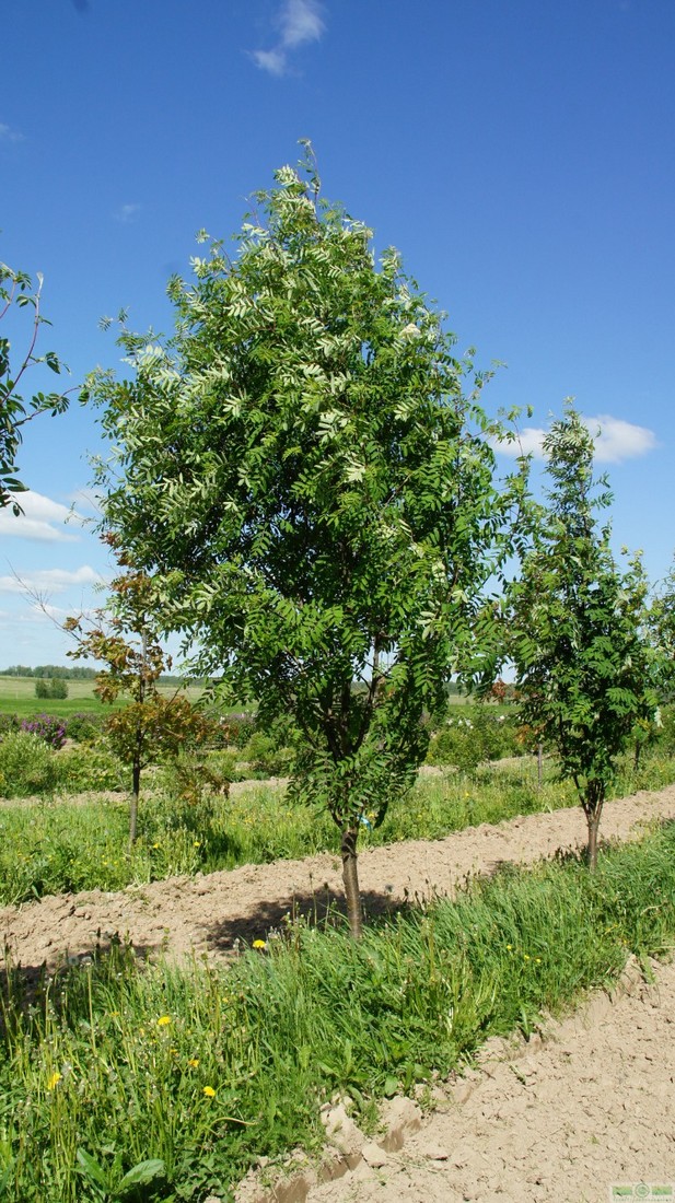 фото Рябина обыкновенная (Sorbus aucuparia)