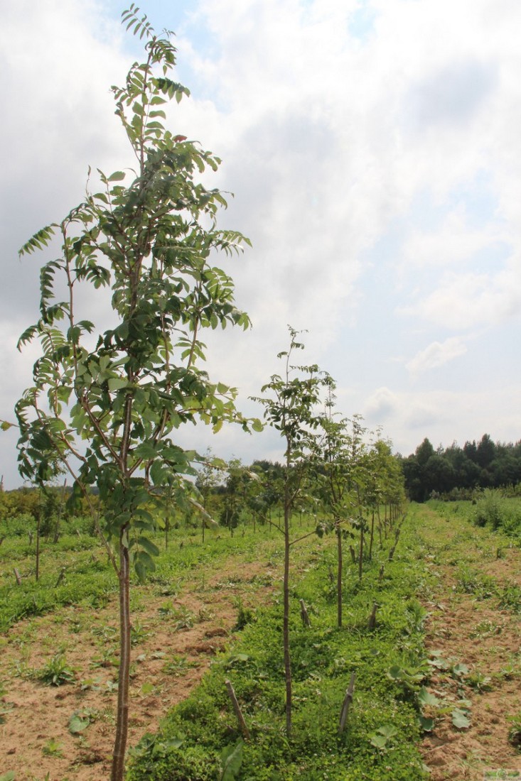 фото Рябина обыкновенная (Sorbus aucuparia)