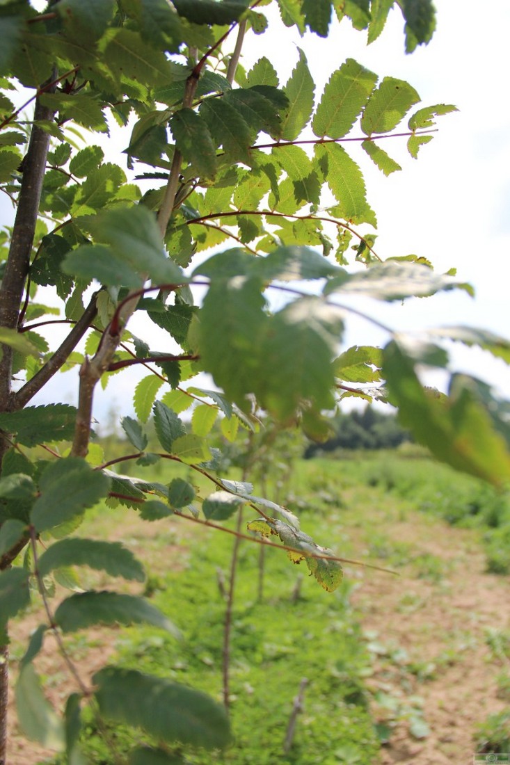 фото Рябина обыкновенная (Sorbus aucuparia)