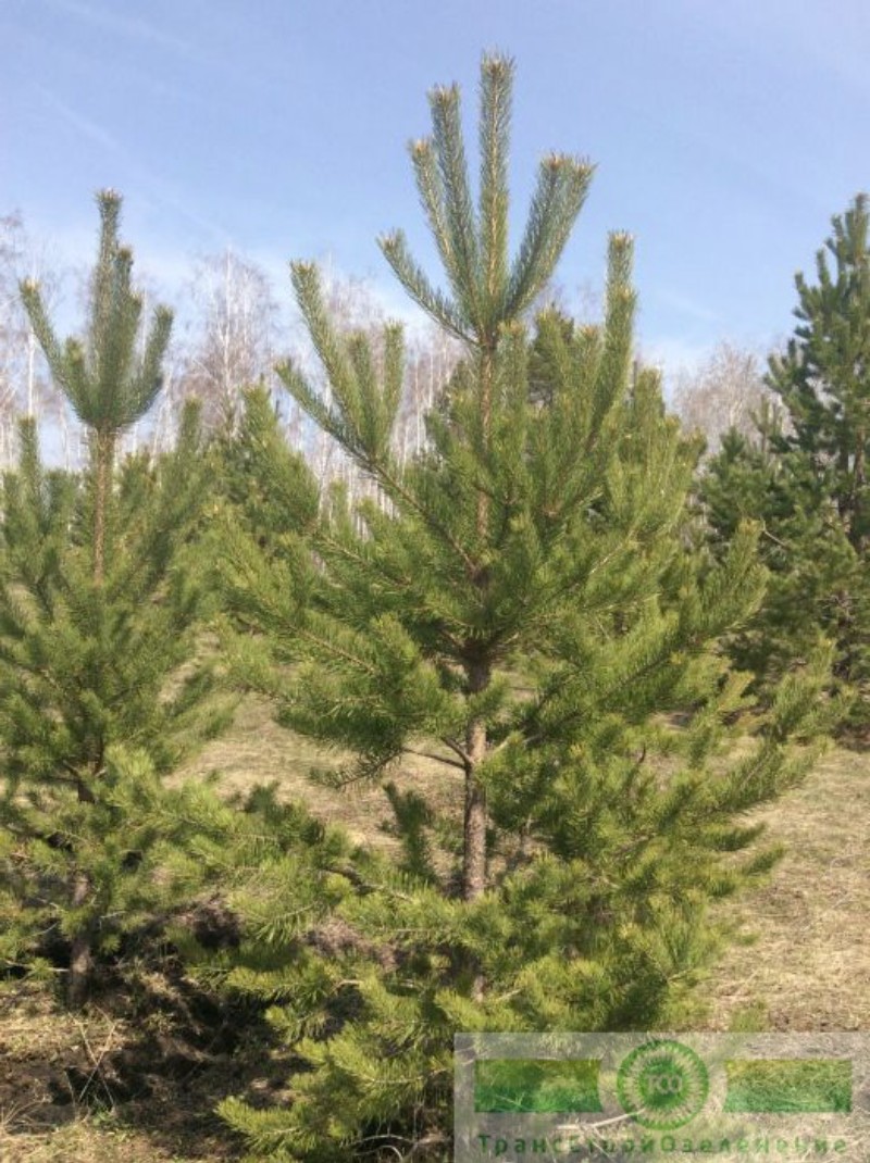 фото Сосна обыкновенная (Pinus sylvestris)
