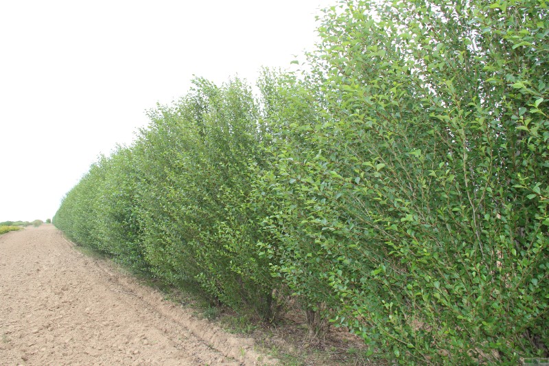 фото Тополь пирамидальный