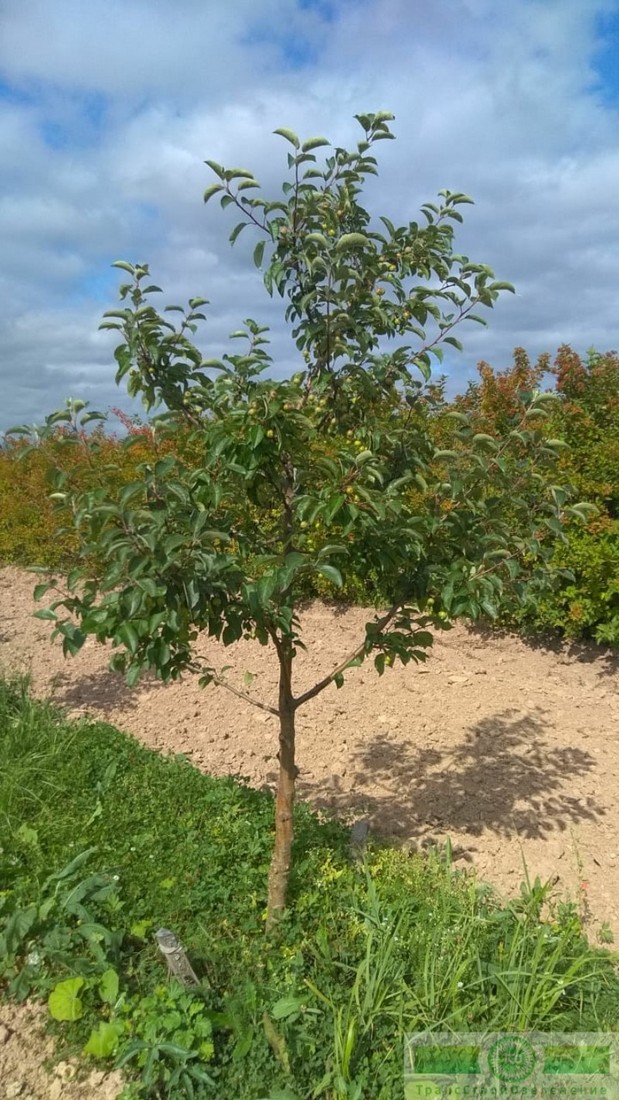 фото Яблоня декоративная 