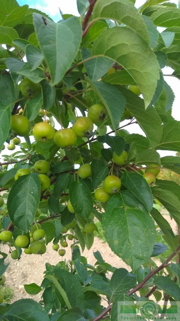 фото Яблоня декоративная 