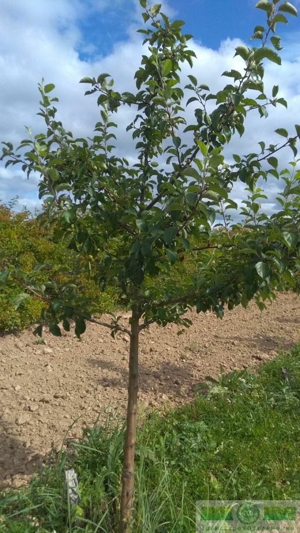 фото Яблоня декоративная 