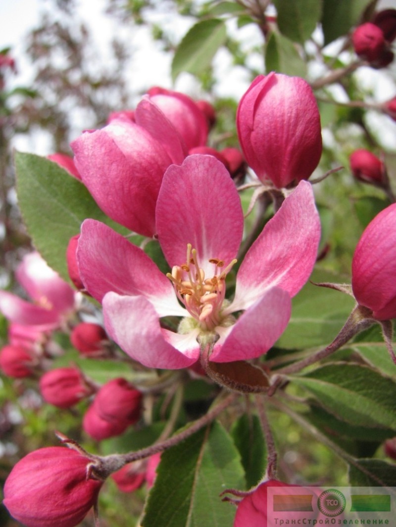 фото Яблоня декоративная 