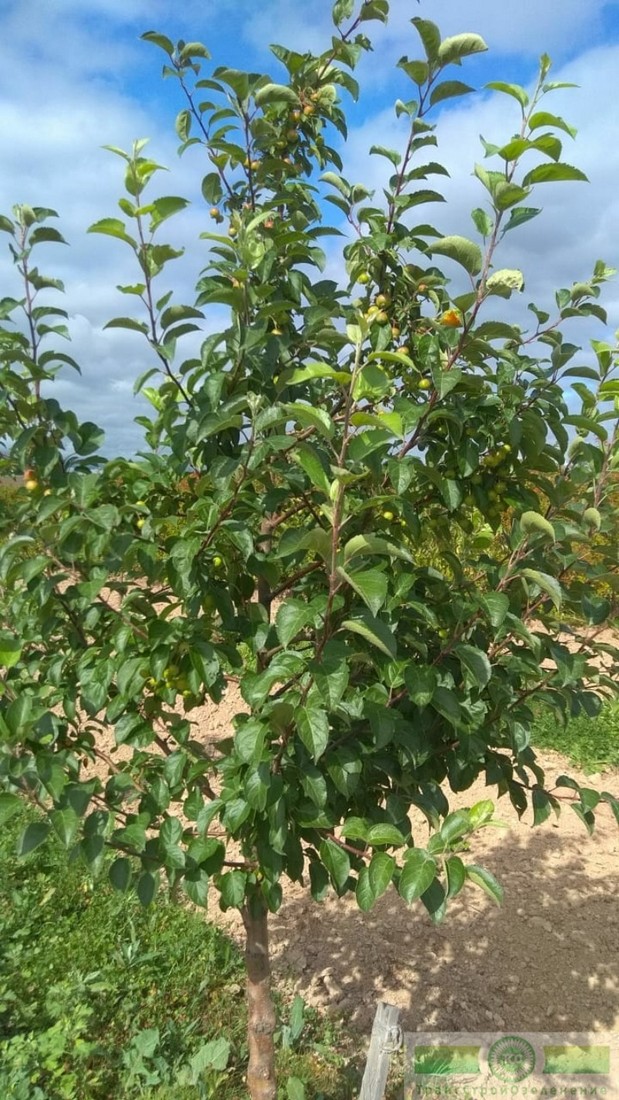 фото Яблоня декоративная 