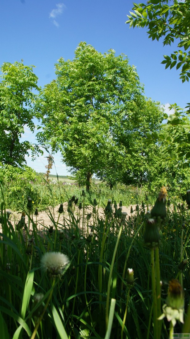 фото Ясень обыкновенный