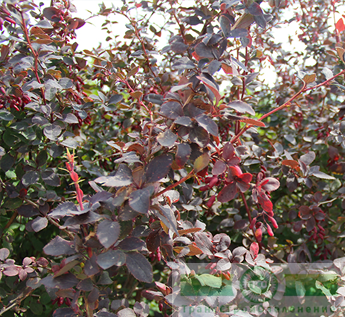 Барбарис обыкновенный ф. пурпурная