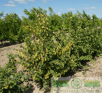 Барбарис обыкновенный ф. зеленая