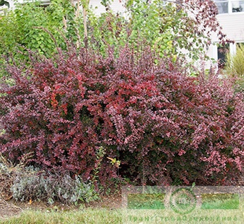 Барбарис Тунберга «Атропурпуреа» (Berberis thunbergii «Atropurpurea»)