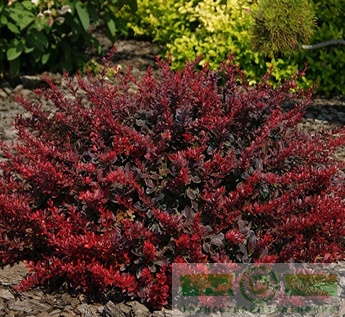 Барбарис Тунберга «Атропурпуреа нана» (Berberis thunbergii «Atropurpurea nana»)
