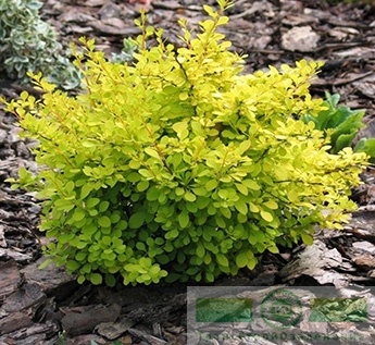 Барбарис Тунберга «Ауреа» (Berberis thunbergii «Aurea»)