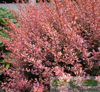 Барбарис Тунберга «Роуз Глоу» (Berberis thunbergii «Rosa Glow»)