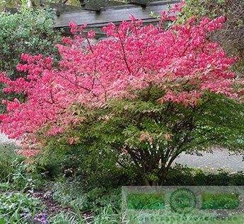 Бересклет европейский (Euonymus europaeus)