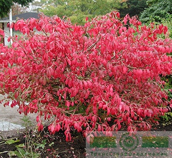 Бересклет крылатый (Euonymus alatus)