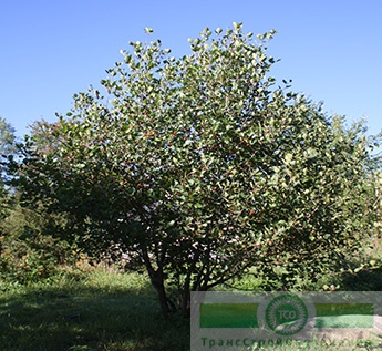 Боярышник обыкновенный (Crataegus laevigata)
