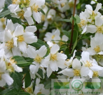 Чубушник мелколистный (земляничный)