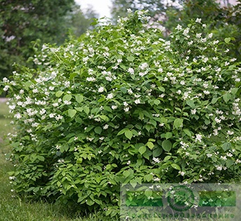 Чубушник венечный (Philadelphus coronaries)