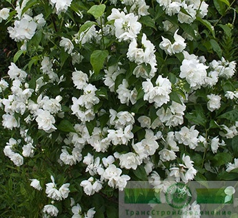 Чубушник венечный ф. махровая (Philadelphus coronaries)