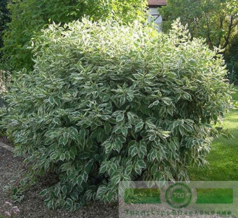 Дерен белый «Элегантиссима» (Cornus alba «Elegantissima»)
