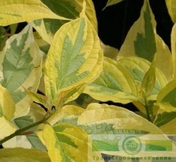 Дерен белый «Шпети»