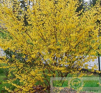 Форзиция промежуточная (Forsythia x intermedia)