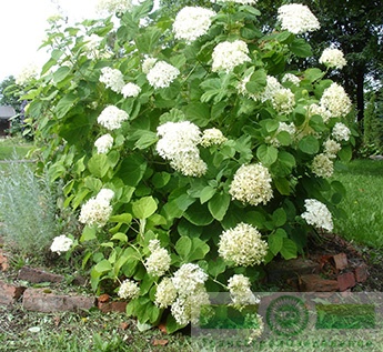 Гортензия древовидная «Аннабель» (Hydrangea arborescens «Annabelle»)