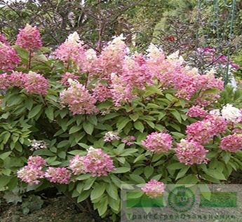 Гортензия метельчатая «Пинки Винки» (Hydrangea paniculata «Pinky Winky»)