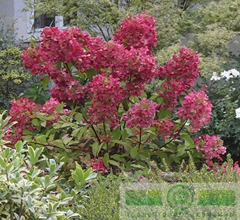 Гортензия метельчатая «Вим'с Ред» (Hydrangea paniculata «Wim's Red»)