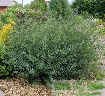 Ива пурпурная «Нана» (Salix purpurea «Nana»)