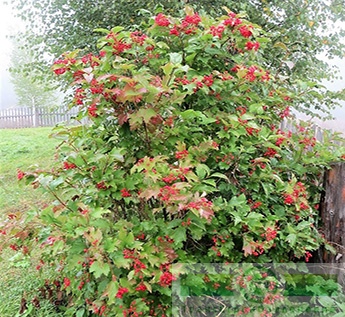 Калина красная/обыкновенная (Viburnum opulus)