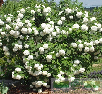 Калина красная/обыкновенная «Буль-де-Неж» (Viburnum opulus «Roseum»)