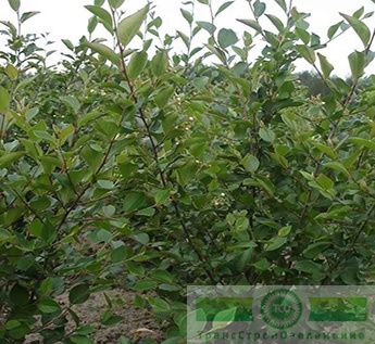 Кизильник блестящий (Cotoneaster lucidus)