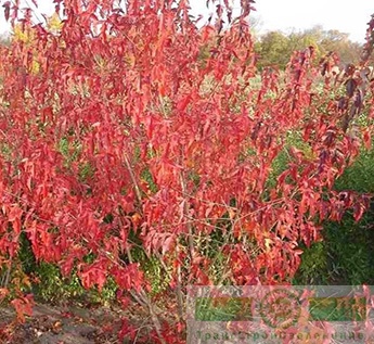 Клен Гиннала (Acer ginnala)