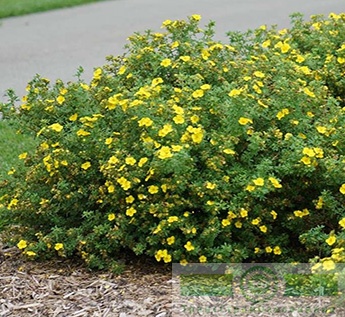Лапчатка кустарниковая «Голдфингер» (Potentilla fruticosa «Goldfinger»)