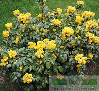 Магония падуболистная (Mahonia aquifolium)