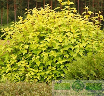 Пузыреплодник калинолистный «Ауреа» (Physocarpus opulifolius «Aurea»)