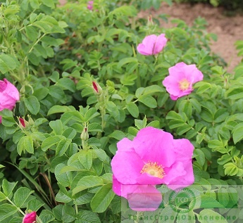 Шиповник морщинистый