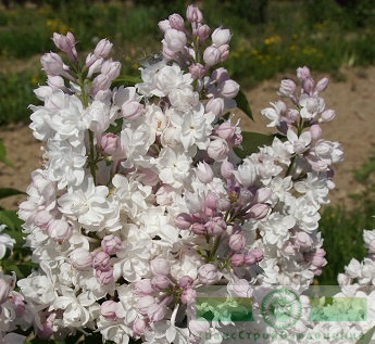 Сирень обыкновенная 