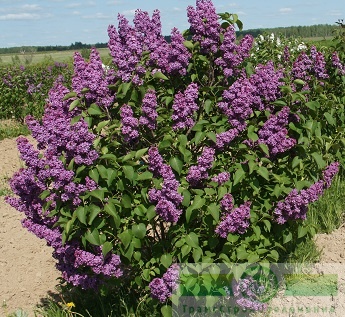 Сирень обыкновенная 