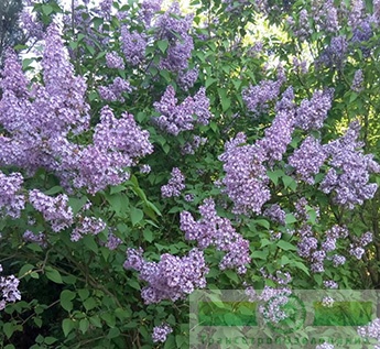 Сирень обыкновенная (Syringa vulgaris)